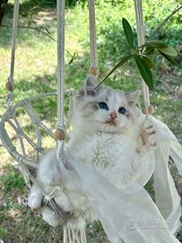 Ragdoll con famoso sangue