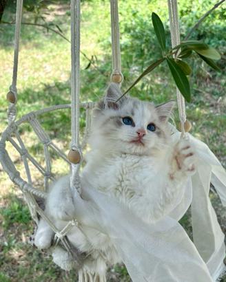 Ragdoll con famoso sangue