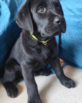 Labrador