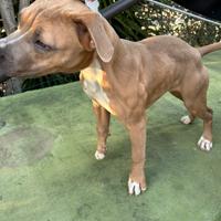 Cucciola di Pit bull