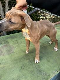 Cucciola di Pit bull