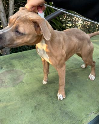 Cucciola di Pit bull