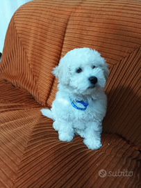 Maltipoo maschio cucciolo bianco