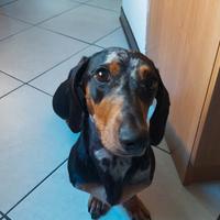 Bassotto maschio per accoppiamento