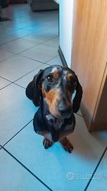 Bassotto maschio per accoppiamento