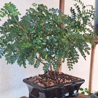 bonsai di falso pepe