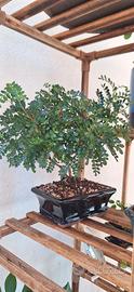 bonsai di falso pepe