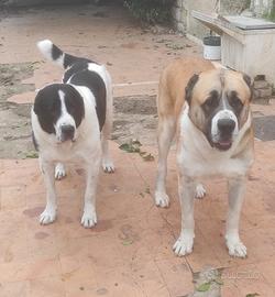 Pastore Asia centrale