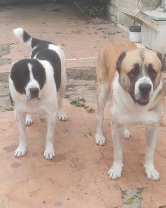 Pastore Asia centrale