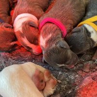 Cuccioli di American Staffordshire terrier Amstaff