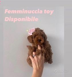 Barboncino toy femmina 3 mesi microchip