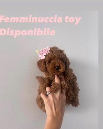 Barboncino toy femmina 3 mesi microchip