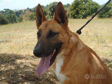 Adozione VENUS splendida malinois in canile