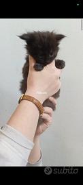 Cuccioli Maine Coon