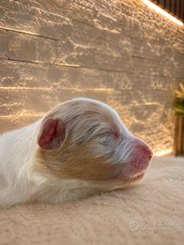 Cucciolo red merle pastore australiano
