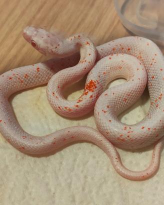 Serpenti