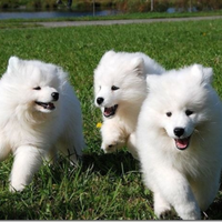 Volpino pomerania