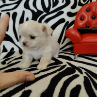 Chihuahua femmina pelo lungo occhi chiari 60gg