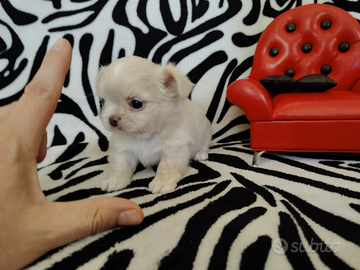 Chihuahua femmina pelo lungo occhi chiari 60gg