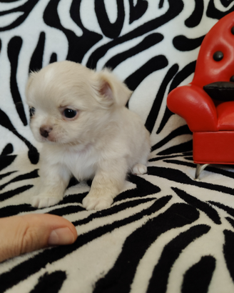 Chihuahua femmina pelo lungo occhi chiari 60gg