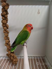 Coppia inseparabili Lilianae verde