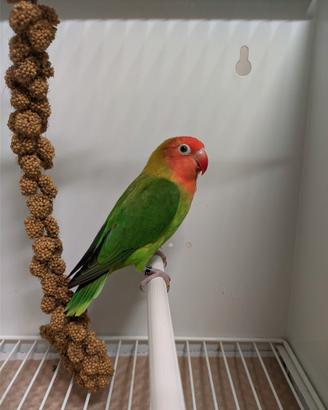 Coppia inseparabili Lilianae verde