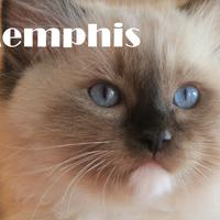 Memphis, cucciolo razza ragdoll con pedigree