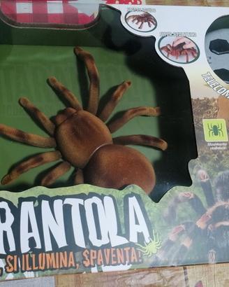 Tarantola Radiocomandata