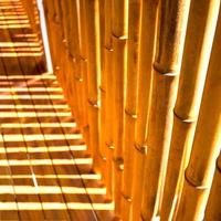 Bambù - bambu canne per arredare o creare oggetti