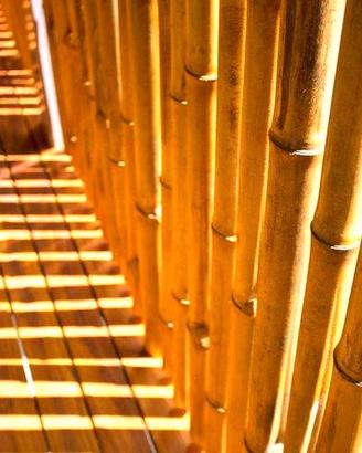 Bambù - bambu canne per arredare o creare oggetti