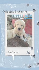 Golden retriever pedigree ENCI 