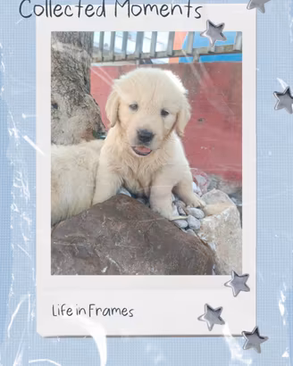 Golden retriever pedigree ENCI 