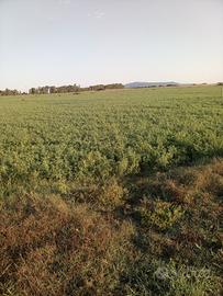 azienda sgricola