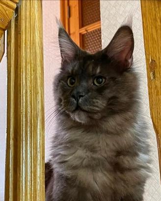 Gatto Maine Coon per monta