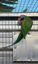 Pappagallo Psittacula Derbiana