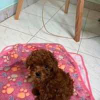 Cucciola Barboncino Mini Toy Red