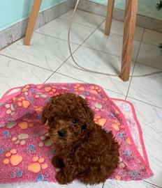 Cucciola Barboncino Mini Toy Red