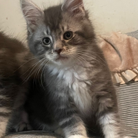 Cuccioli Maine coon maschi