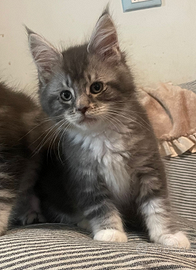 Cuccioli Maine coon maschi