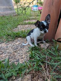 Cuccioli di chihuahua con pedigree maschi