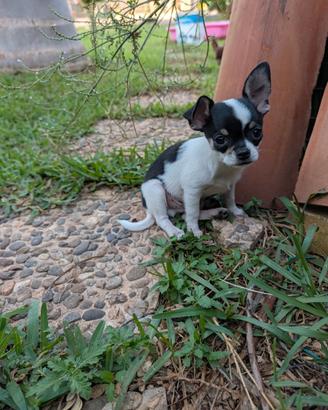 Cuccioli di chihuahua con pedigree maschi