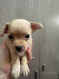 Chihuahua toy
