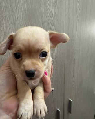Chihuahua toy
