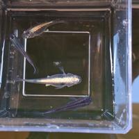 Medaka Super Nova Blu Cobalto