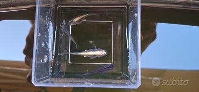 Medaka Super Nova Blu Cobalto