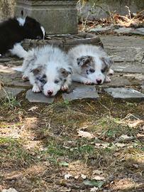 Cuccioli Border Collie