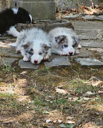Cuccioli Border Collie