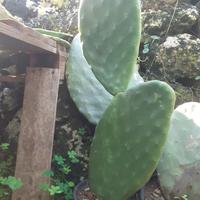Piante di ficodindia