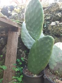 Piante di ficodindia