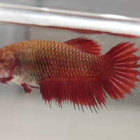 Betta Crowntail femmina